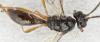 Dinotrema sp.